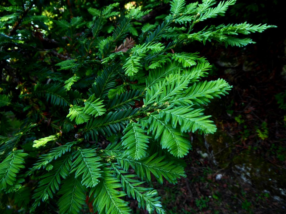 Sequoia sempervirens (D.Don) Endl., 1847