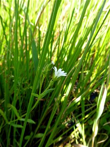 Cerastium dubium (Bastard) Guépin, 1838