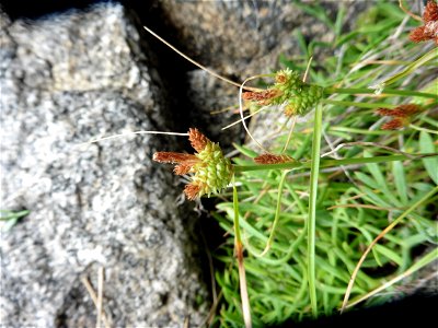 Carex extensa Gooden., 1794