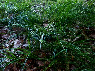 Carex divulsa Stokes, 1787