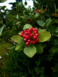 Viburnum lantana L., 1753