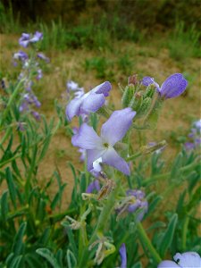 Matthiola sinuata (L.) W.T.Aiton, 1812