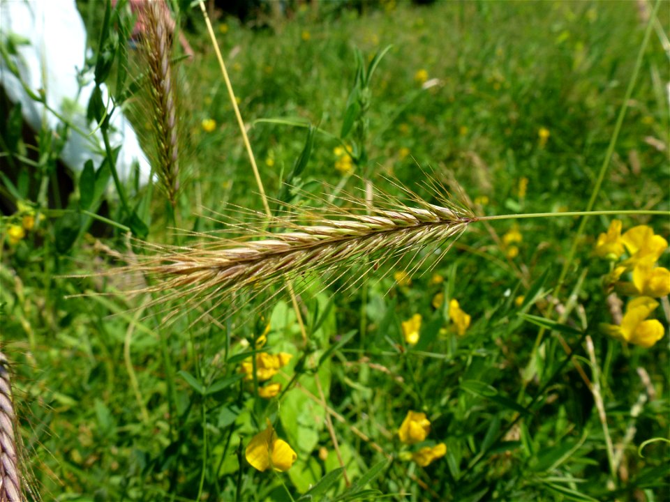Hordeum secalinum Schreb., 1771