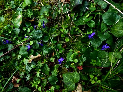Viola hirta L., 1753