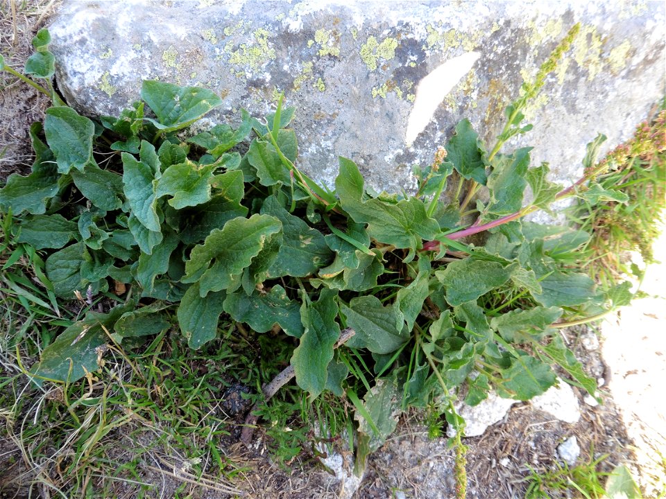 Blitum bonus-henricus (L.) C.A.Mey., 1829