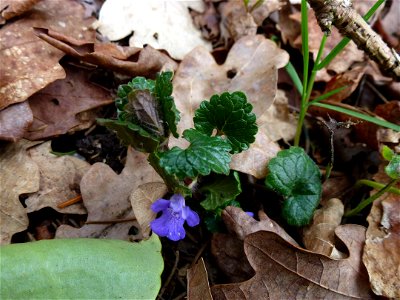 Glechoma hederacea L., 1753