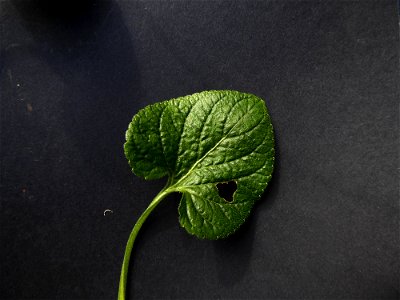 Viola hirta L., 1753