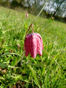 Fritillaria meleagris L., 1753