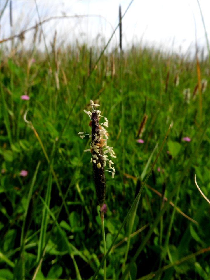 Alopecurus bulbosus Gouan, 1762