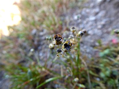 Spergula morisonii Boreau, 1847