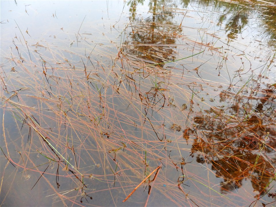 Juncus bulbosus L., 1753
