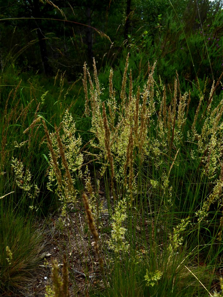 Agrostis curtisii Kerguélen, 1976