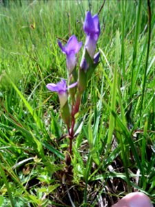 Gentianella campestris (L.) Börner, 1912