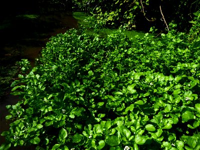 Nasturtium officinale W.T.Aiton, 1812
