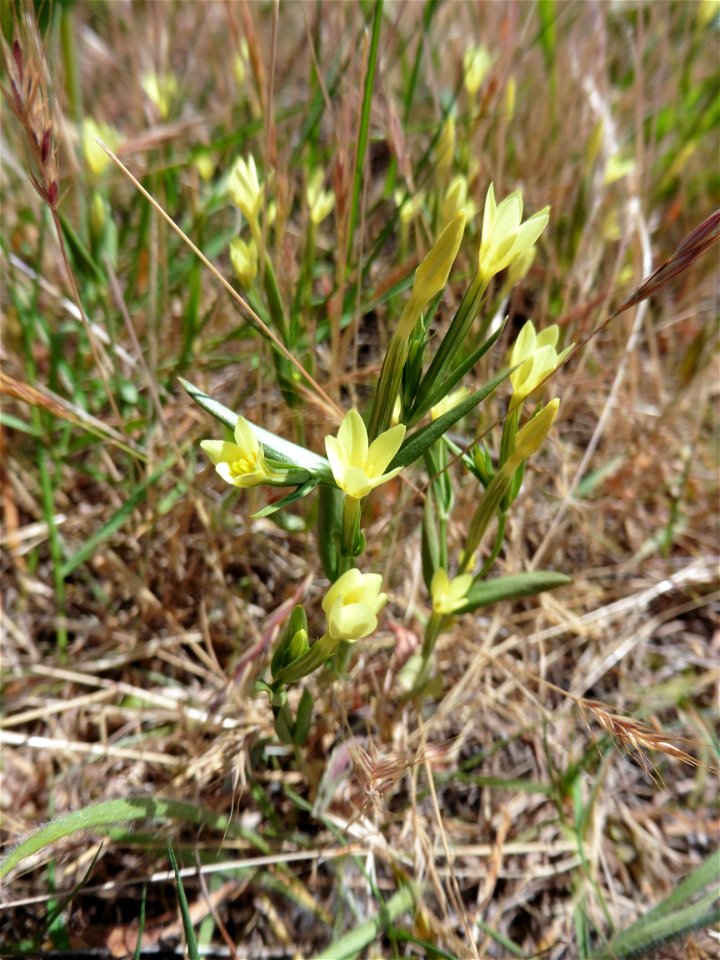 Centaurium maritimum (L.) Fritsch, 1907