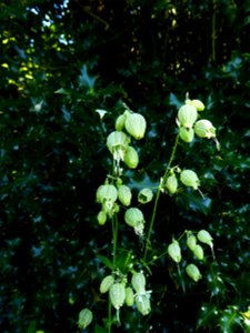 Silene vulgaris (Moench) Garcke, 1869
