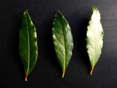 Laurus nobilis L., 1753