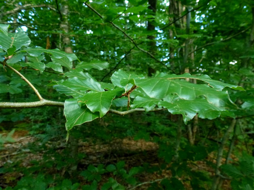 Fagus sylvatica L., 1753