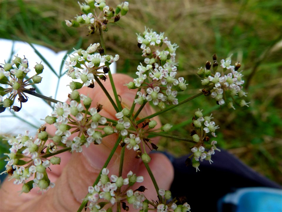 Peucedanum gallicum Latourr., 1785
