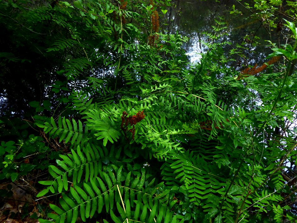 Osmunda regalis L., 1753