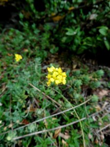 Alyssum montanum L., 1753