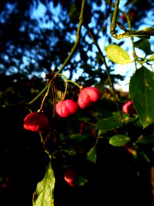 Euonymus europaeus L., 1753