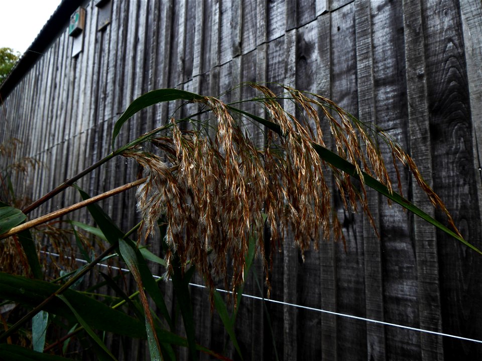 Phragmites australis (Cav.) Trin. ex Steud., 1840