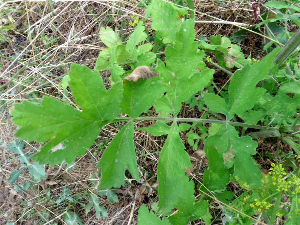 Pastinaca sativa L., 1753