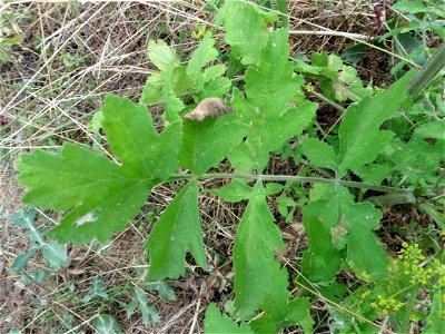 Pastinaca sativa L., 1753