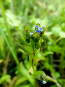 Myosotis sicula Guss., 1843