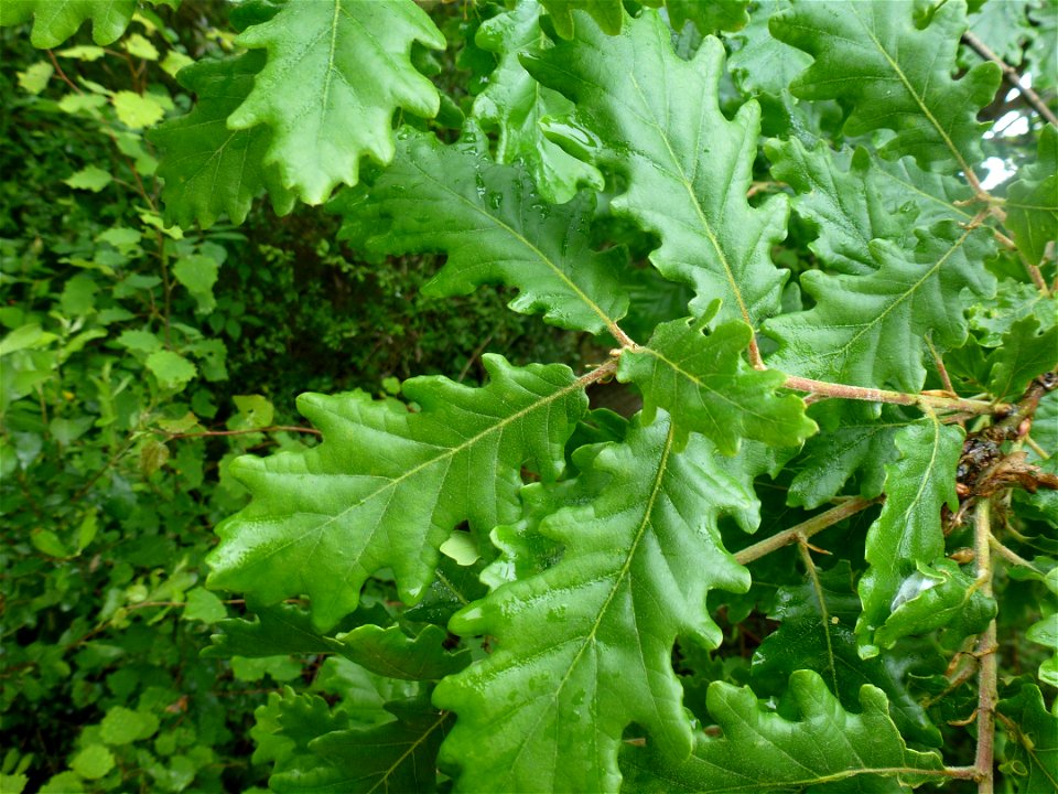 Quercus pubescens Willd., 1805