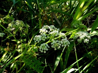 Berula erecta (Huds.) Coville, 1893
