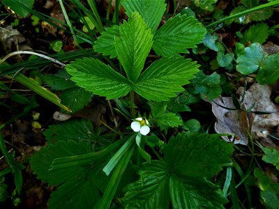 Fragaria vesca L., 1753