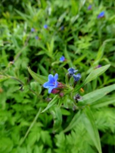 Aegonychon purpurocaeruleum (L.) Holub, 1973
