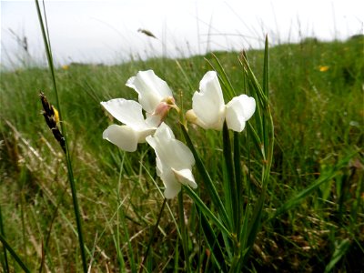 Lathyrus pannonicus (Jacq.) Garcke, 1863