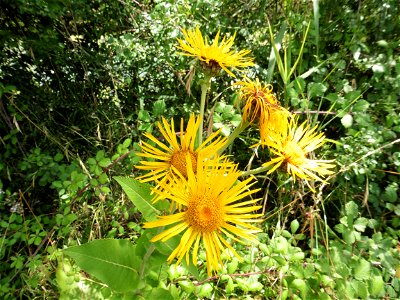 Inula helenium L., 1753