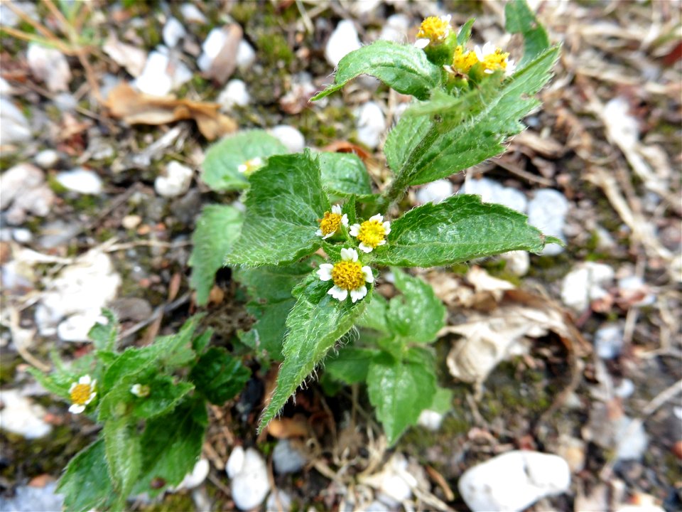 Galinsoga quadriradiata Ruiz & Pav., 1798
