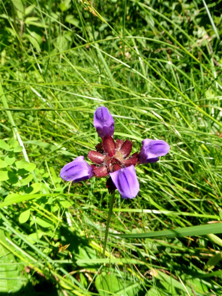 Prunella grandiflora (L.) Scholler, 1775