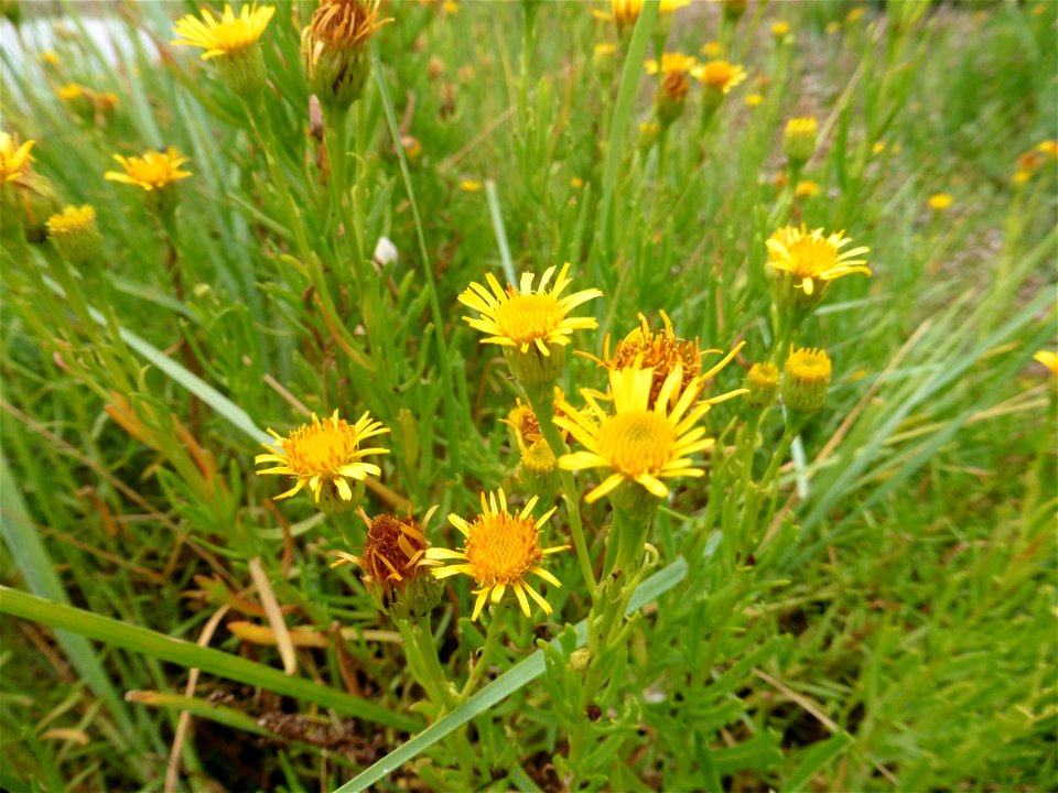Limbarda crithmoides (L.) Dumort., 1827