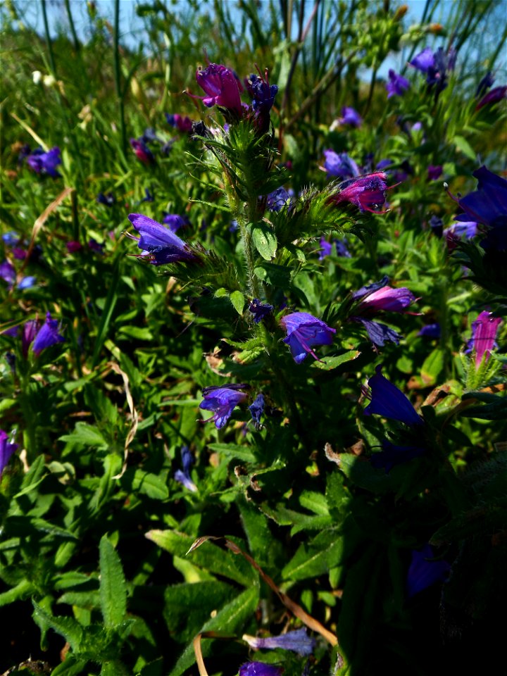 Echium rosulatum Lange, 1855