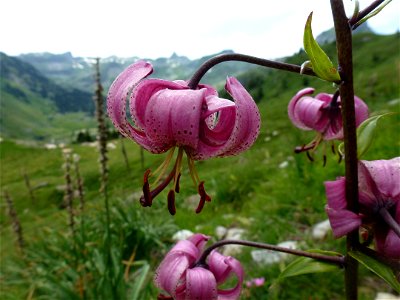 Lilium martagon L., 1753