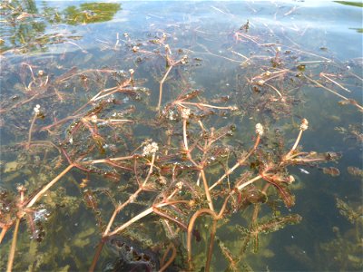 Potamogeton crispus L., 1753