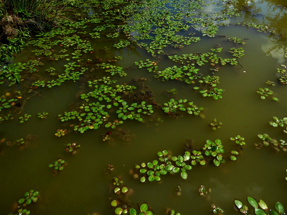 Ludwigia peploides (Kunth) P.H.Raven, 1964