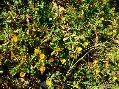 Calendula arvensis L., 1763
