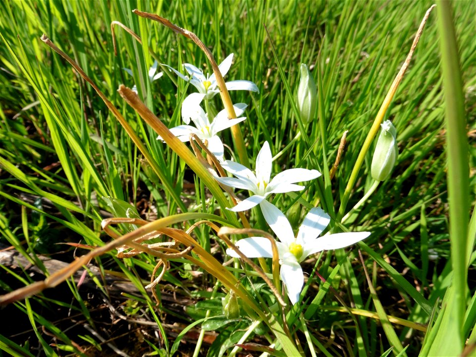 Ornithogalum umbellatum L., 1753
