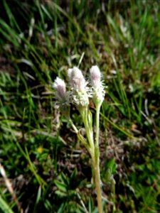 Antennaria dioica (L.) Gaertn., 1791