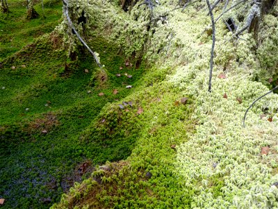 Sphagnum cuspidatum Ehrh. ex Hoffm., 1796