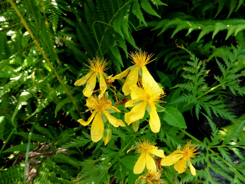 Hypericum montanum L., 1755