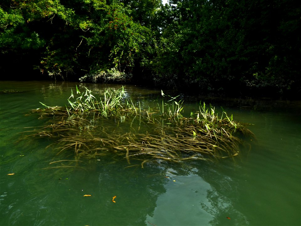 Sagittaria sagittifolia L., 1753