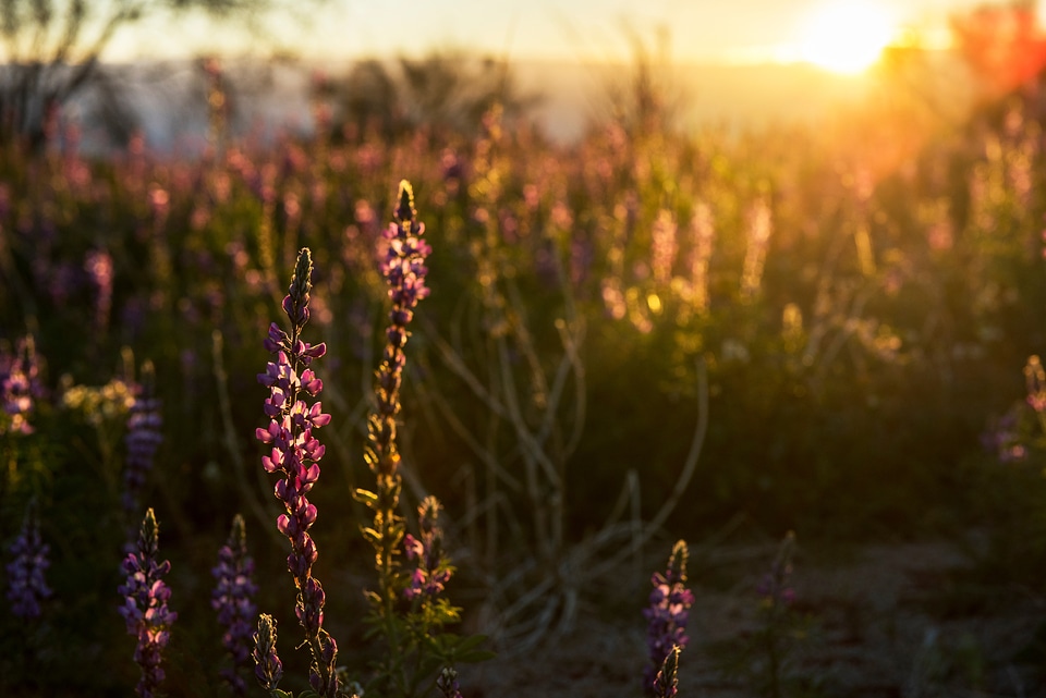 Wild lupins blooming in rugged landscape
